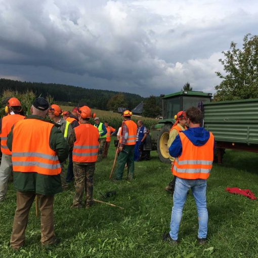 Treibjagd auf Wildschweine