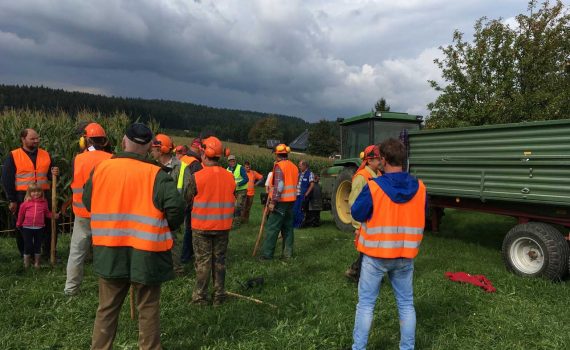 Treibjagd auf Wildschweine